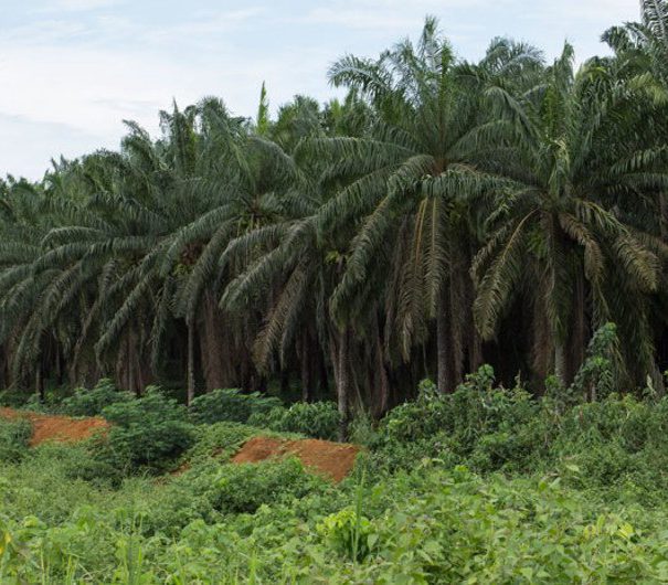 plantation de palmier